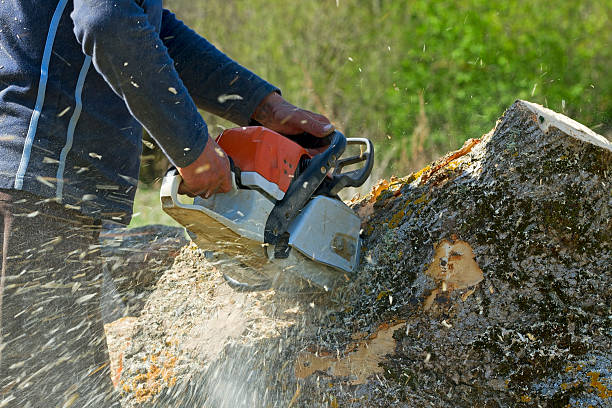 Tree Root Removal